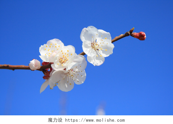 春天蓝天下枝头的桃花桃花
